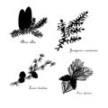 Set of black shape conifer branch with cones. Larch, fir, pine, juniper object isolated on white hand drawn art Royalty Free Stock Photo